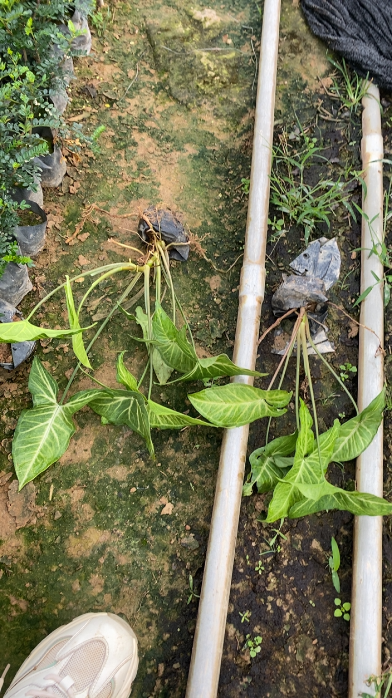 基地现货🈴️果芋小袋苗
