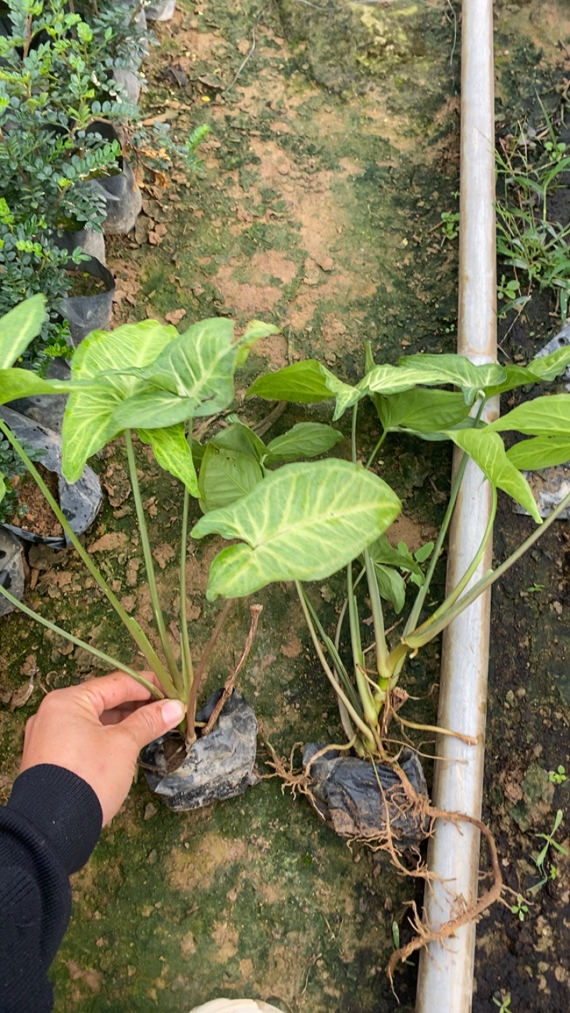 基地现货🈴️果芋小袋苗