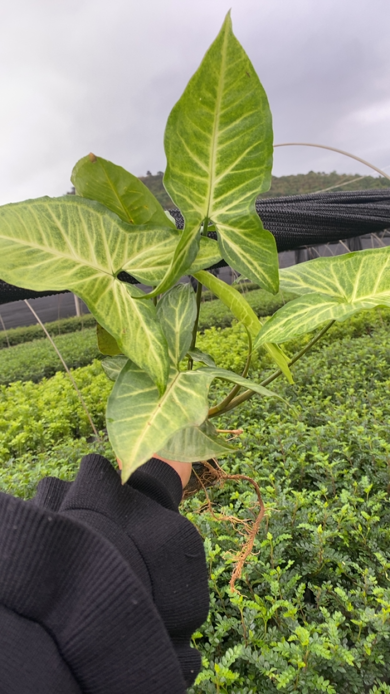 基地现货🈴️果芋小袋苗