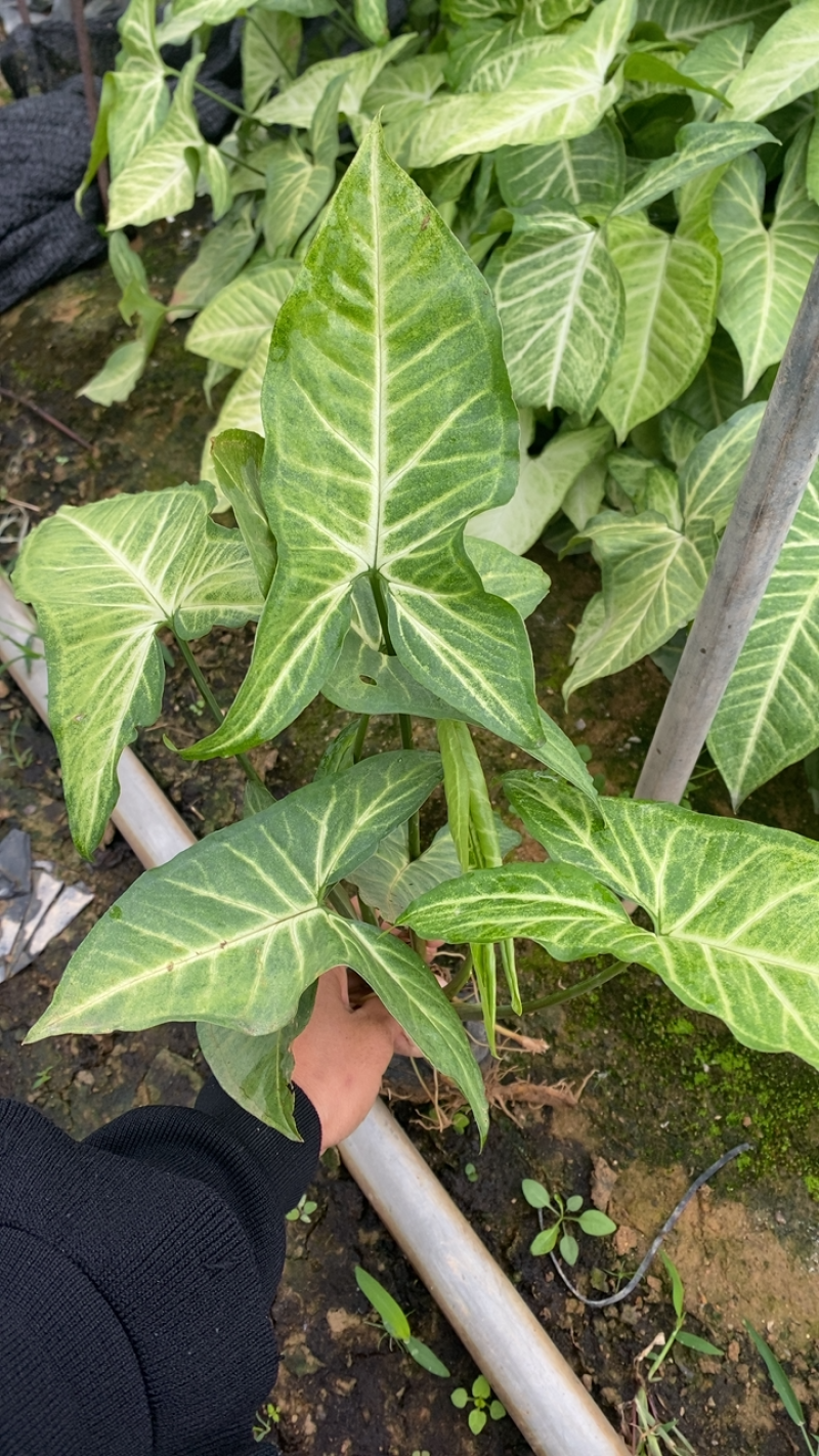 基地现货🈴️果芋小袋苗