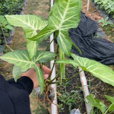 基地现货🈴️果芋小袋苗