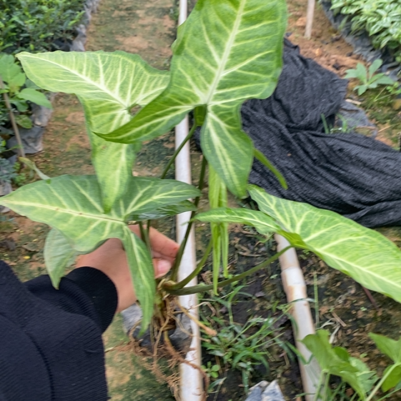 基地现货🈴️果芋小袋苗