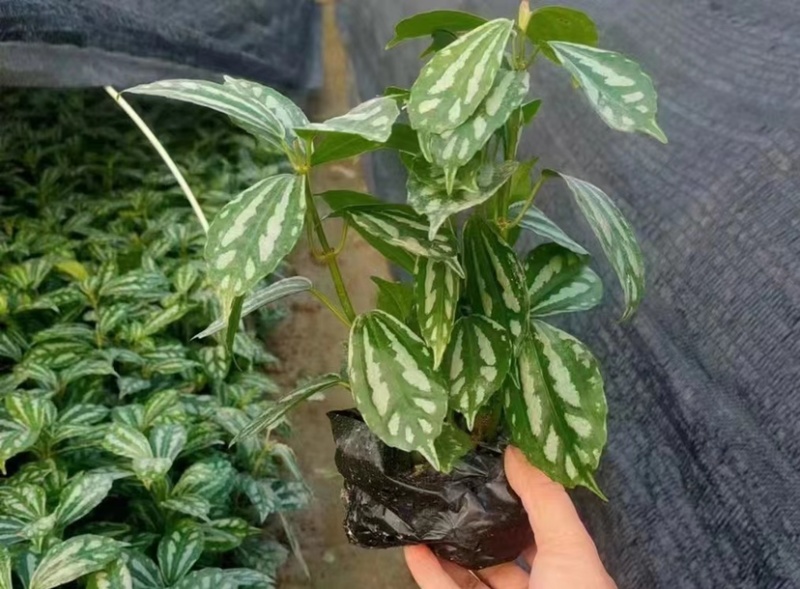 产地现货冷水花中袋苗