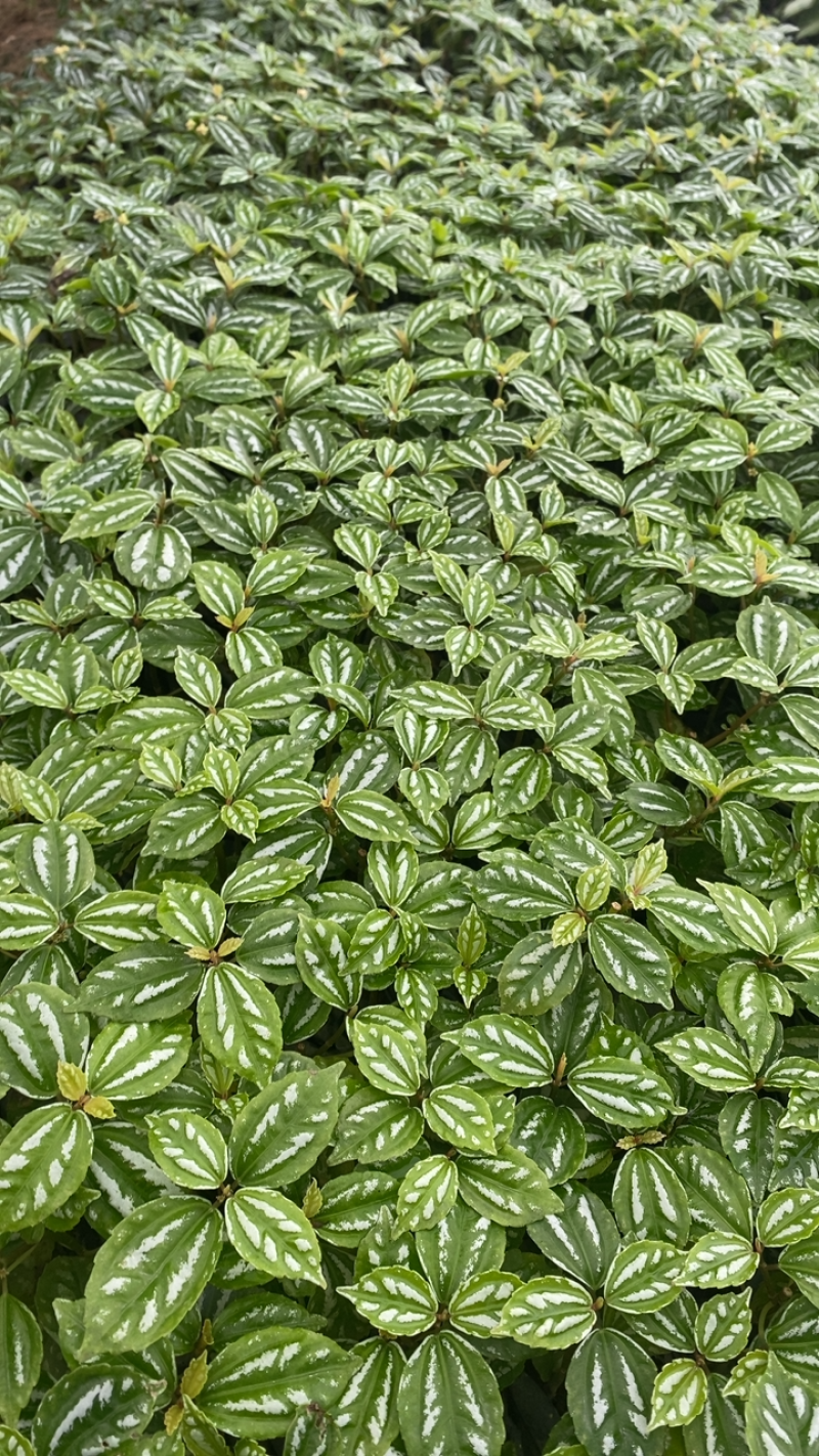 产地现货冷水花中袋苗