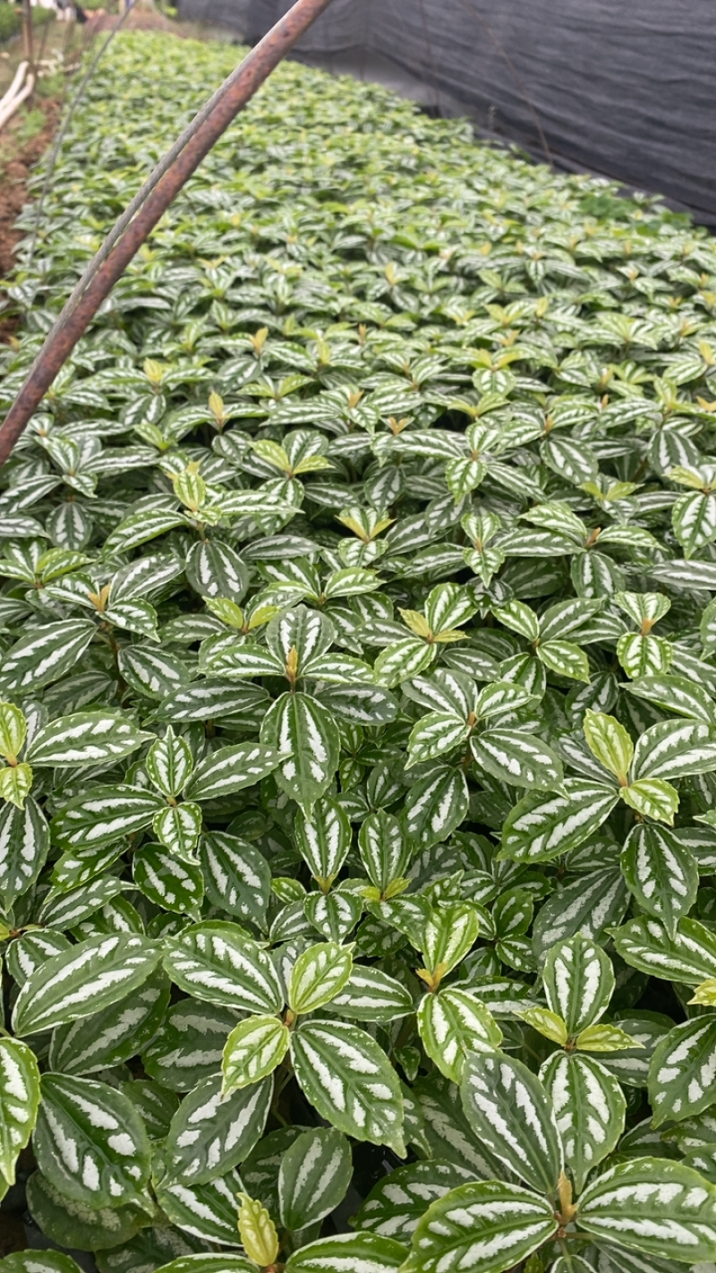 产地现货冷水花中袋苗