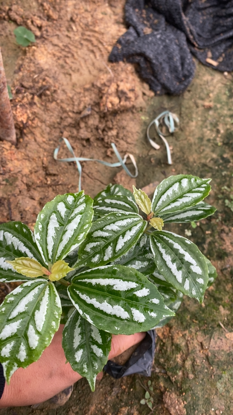 产地现货冷水花中袋苗