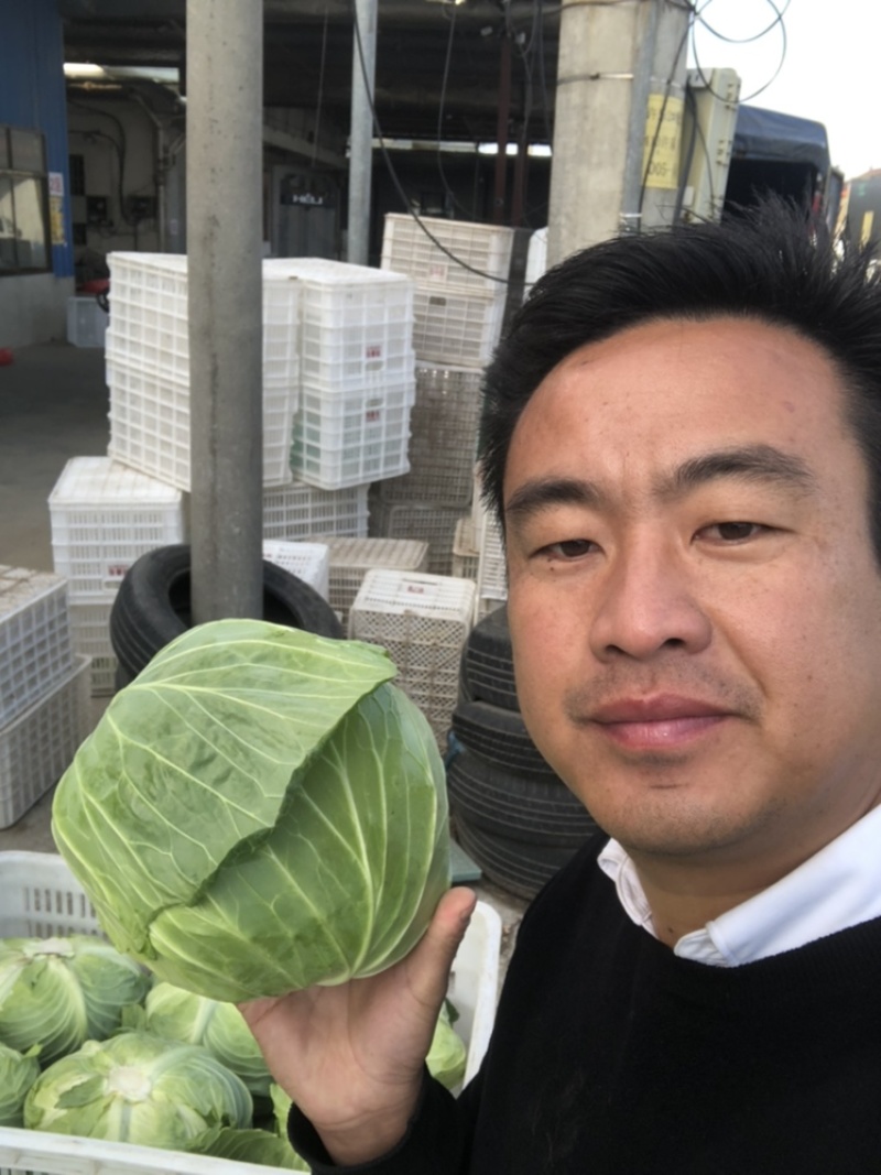 包菜扁包菜平包奥琪娜京丰一号超市电商批发