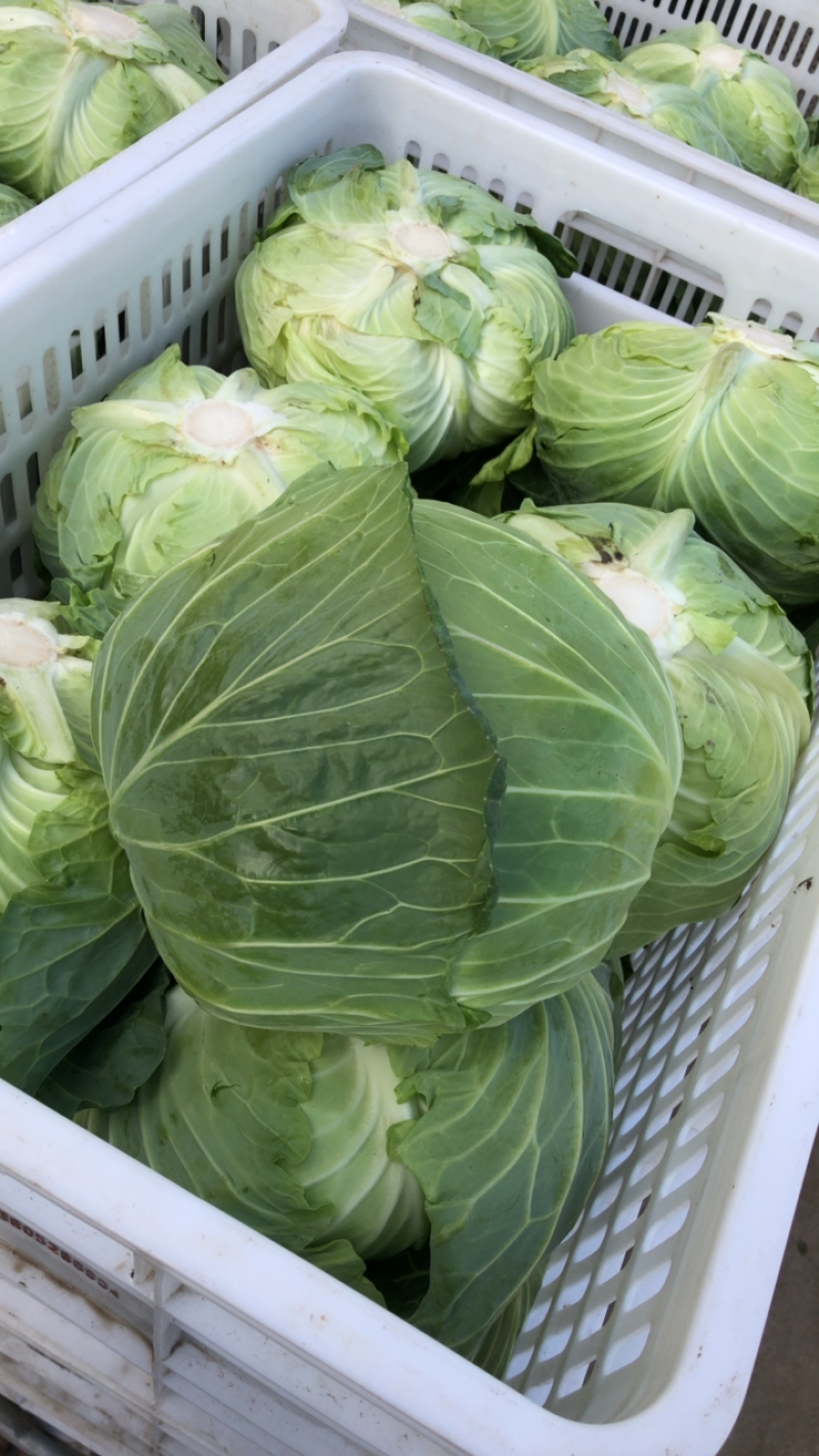 包菜扁包菜平包奥琪娜京丰一号超市电商批发