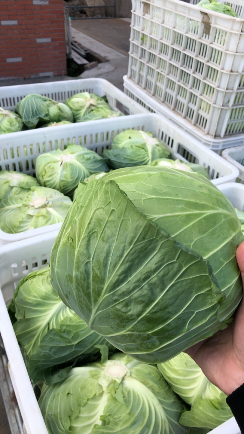 包菜扁包菜平包奥琪娜京丰一号超市电商批发