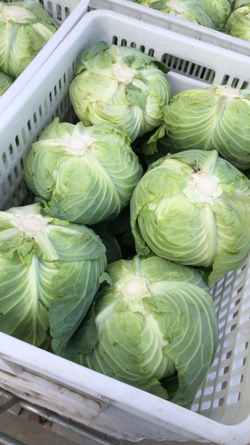 包菜扁包菜平包奥琪娜京丰一号超市电商批发