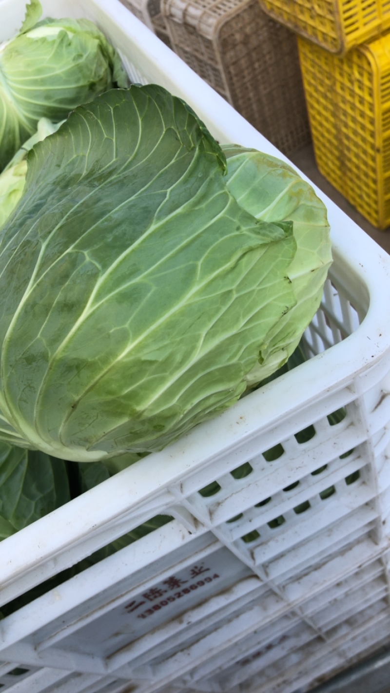 包菜扁包菜平包奥琪娜京丰一号超市电商批发