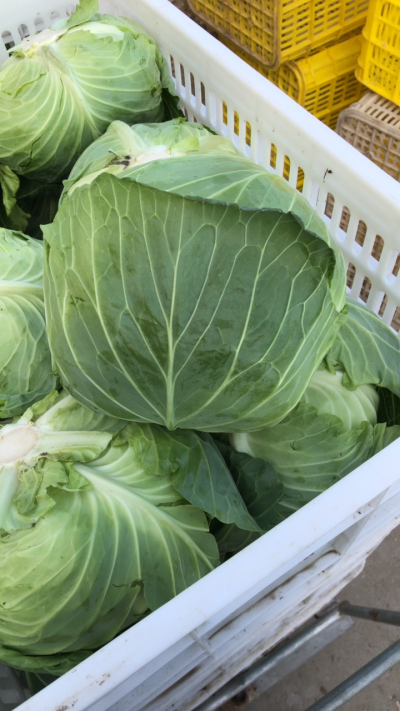 包菜扁包菜平包奥琪娜京丰一号超市电商批发