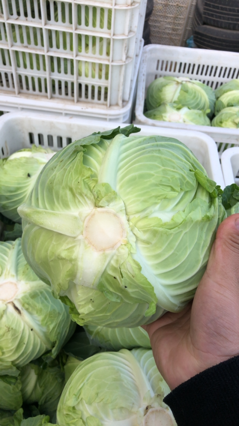 包菜扁包菜平包奥琪娜京丰一号超市电商批发