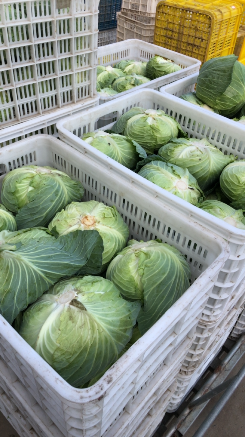 包菜扁包菜平包奥琪娜京丰一号超市电商批发