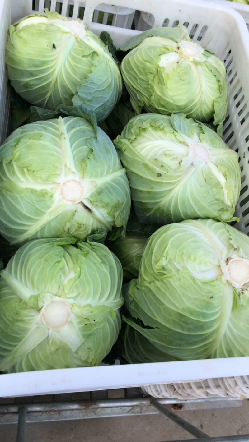 包菜扁包菜平包奥琪娜京丰一号超市电商批发