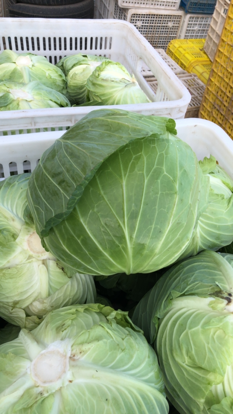 包菜扁包菜平包奥琪娜京丰一号超市电商批发