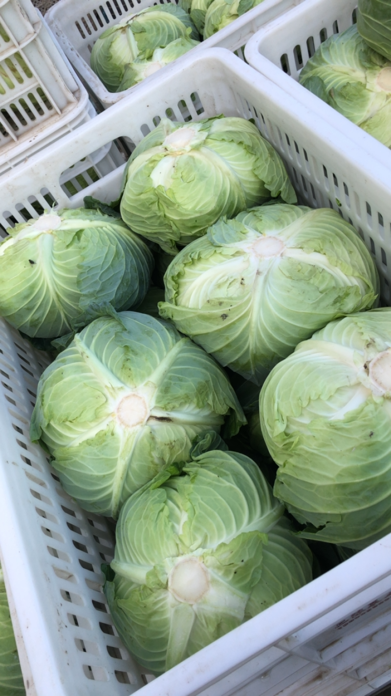 包菜扁包菜平包奥琪娜京丰一号超市电商批发