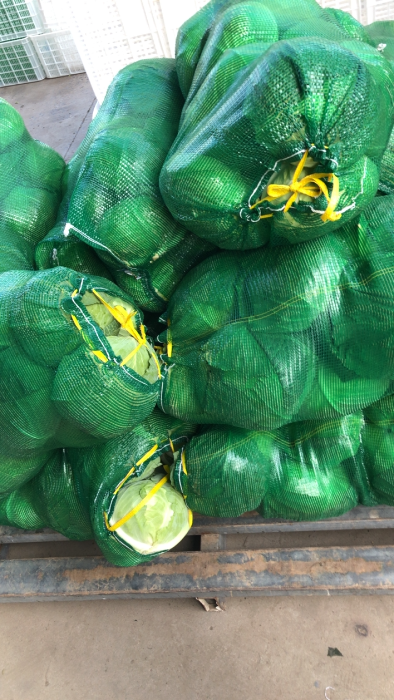 包菜扁包菜平包奥琪娜京丰一号超市电商批发