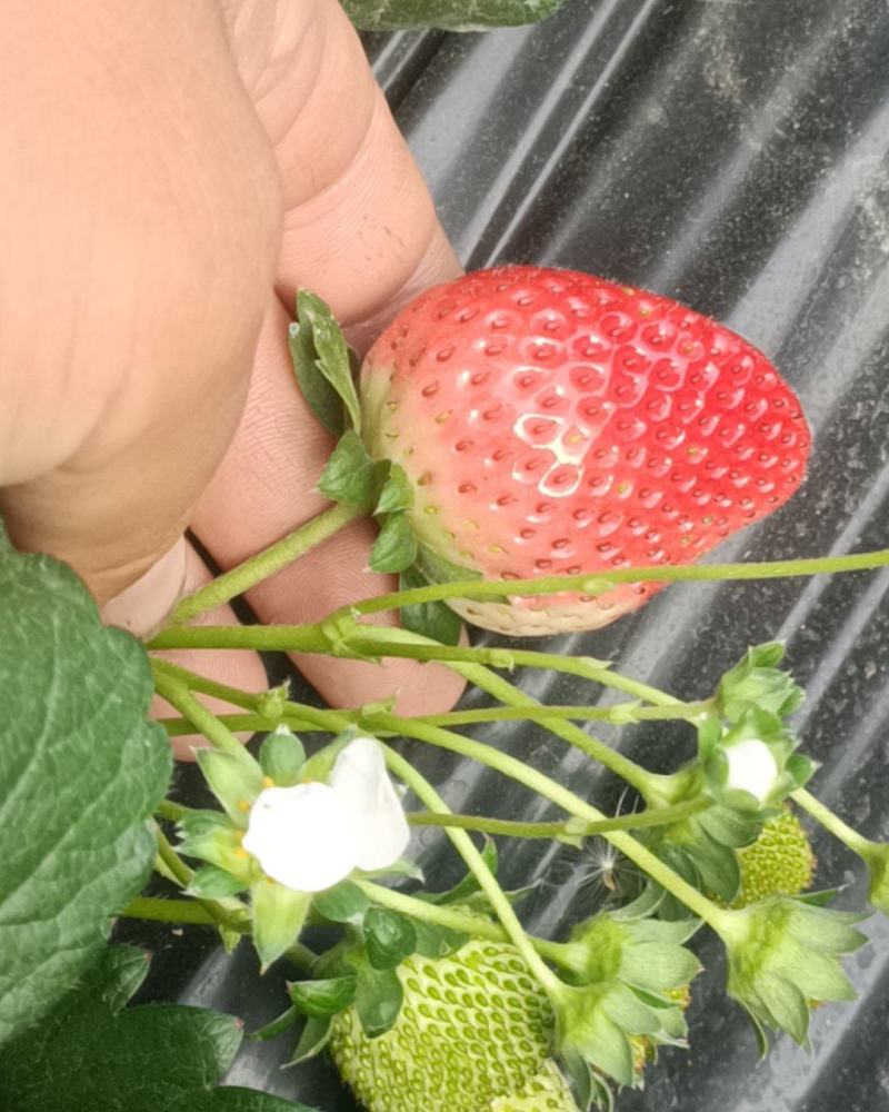 本人在南通种植草莓，现在草莓上市了，有要的老板联系了