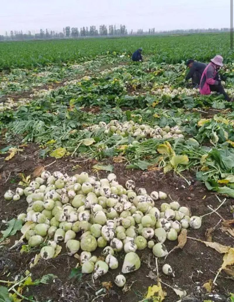 芥菜疙瘩大量上市，常年供应工厂大量腌制品。