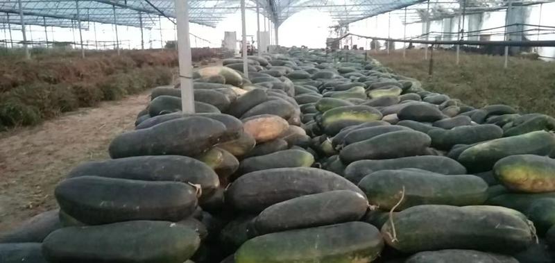 大量供应黑皮冬瓜现货现发，个头大，需要的联系