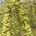 四川凉山滇橄榄，大量上市中，品质保证，欢迎来电咨询