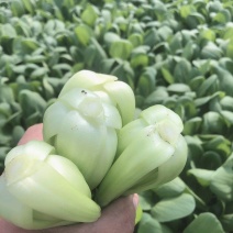 [优选]上海松江区上海青油菜一手货源视频看货