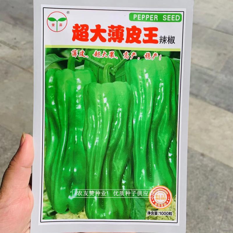 超大薄皮王辣椒种子大果高产微辣，早熟长灯笼型薄皮椒种子
