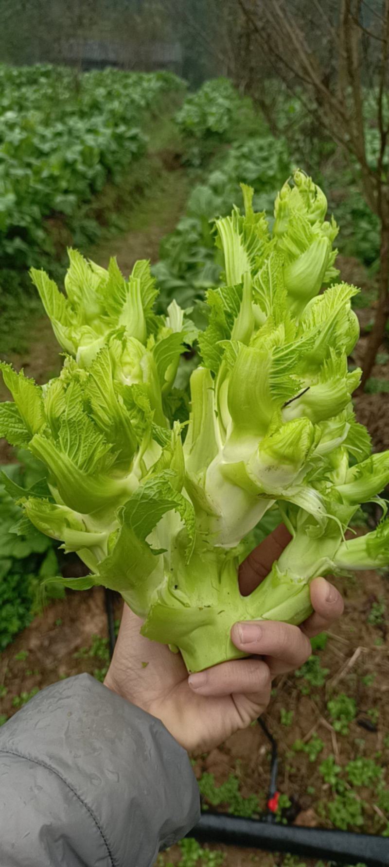 儿菜已上市有需要的联系