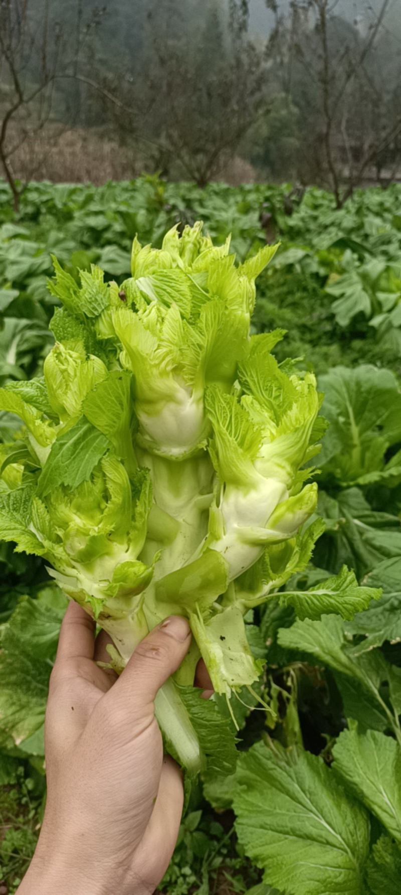 儿菜已上市有需要的联系