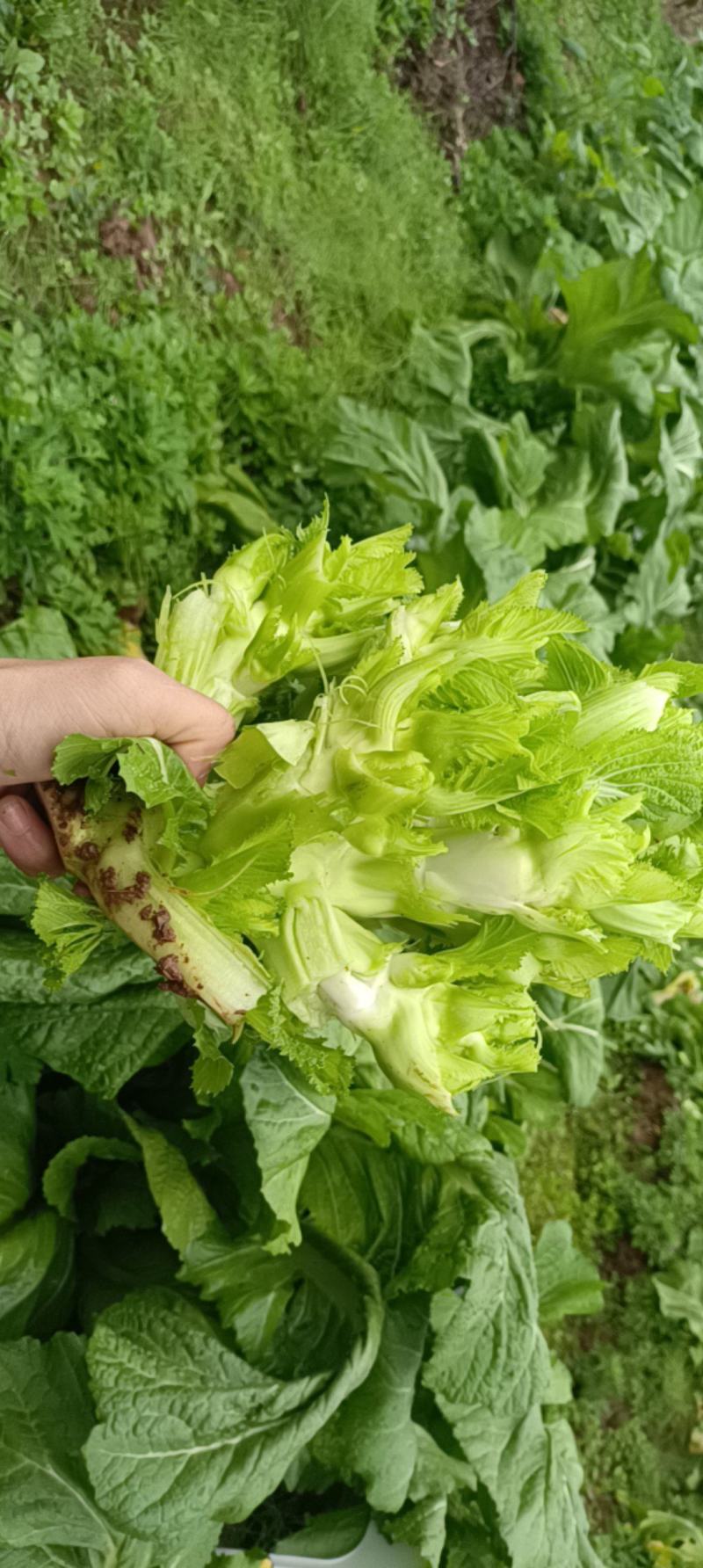 儿菜已上市有需要的联系