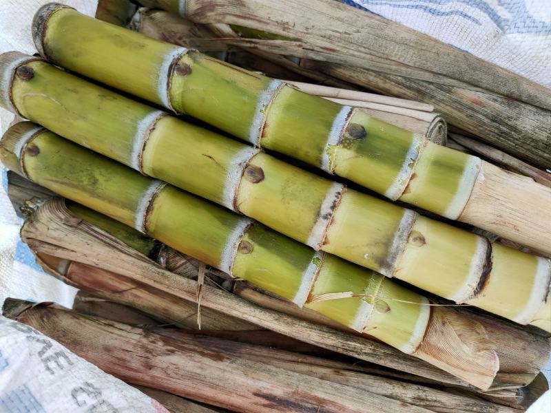 黄皮甘蔗种尾巴，无裂口粤翠青皮脱毒甘蔗种尾巴，粤翠种苗