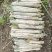 黄皮甘蔗种尾巴，无裂口粤翠青皮脱毒甘蔗种尾巴，粤翠种苗