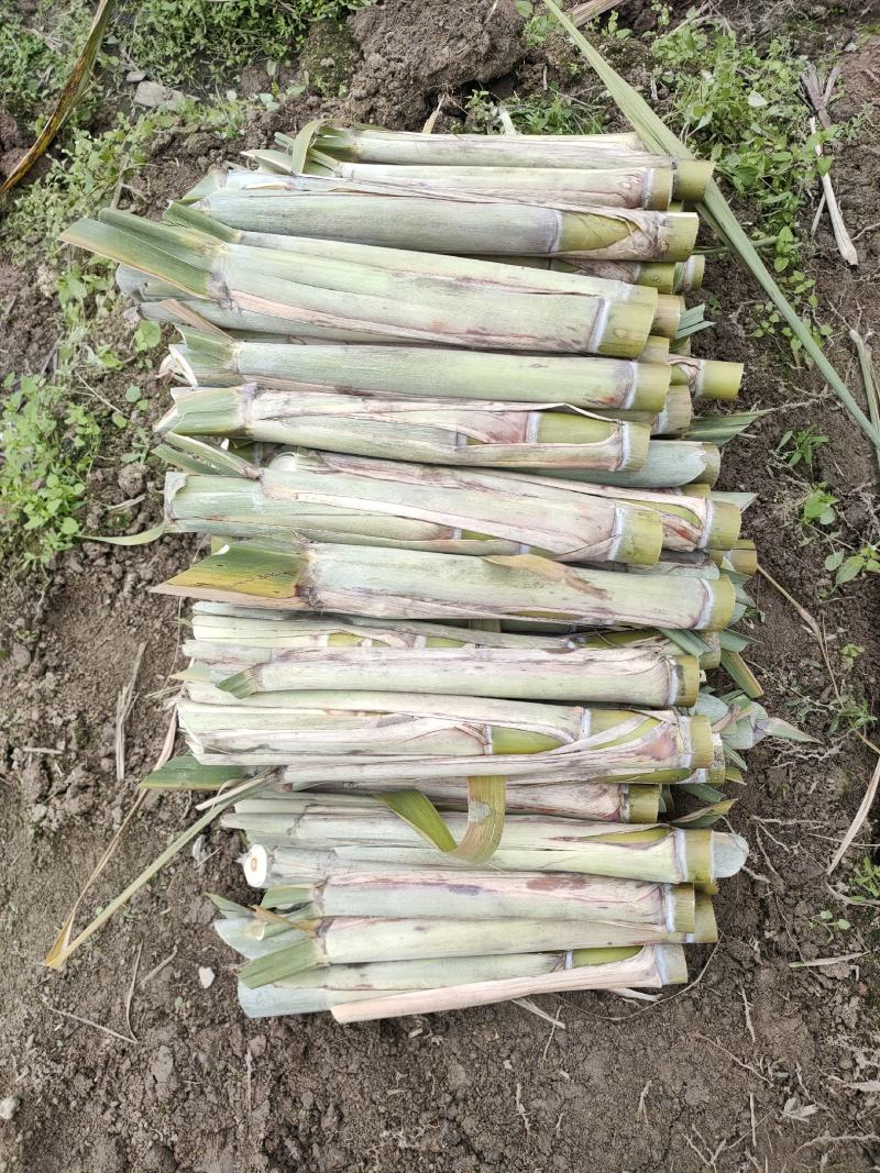 黄皮甘蔗种尾巴，无裂口粤翠青皮脱毒甘蔗种尾巴，粤翠种苗