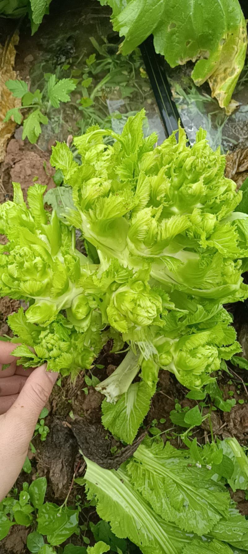 儿菜已上市有需要的联系