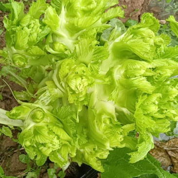 儿菜已上市有需要的联系