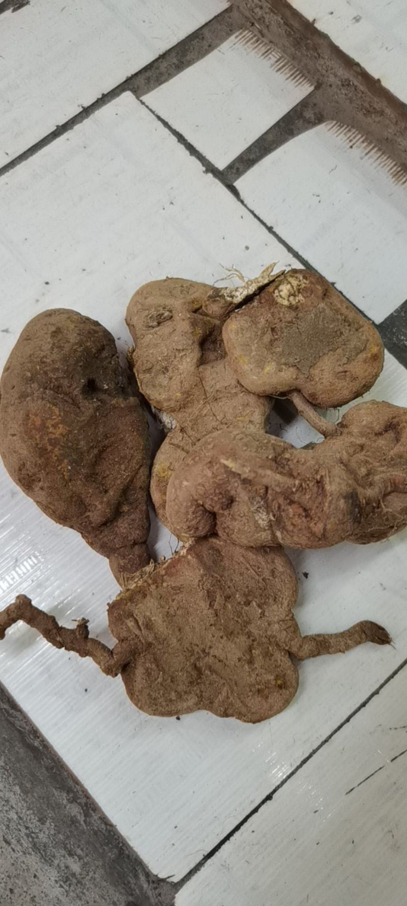 金果榄，地苦胆，野生新鲜地苦胆