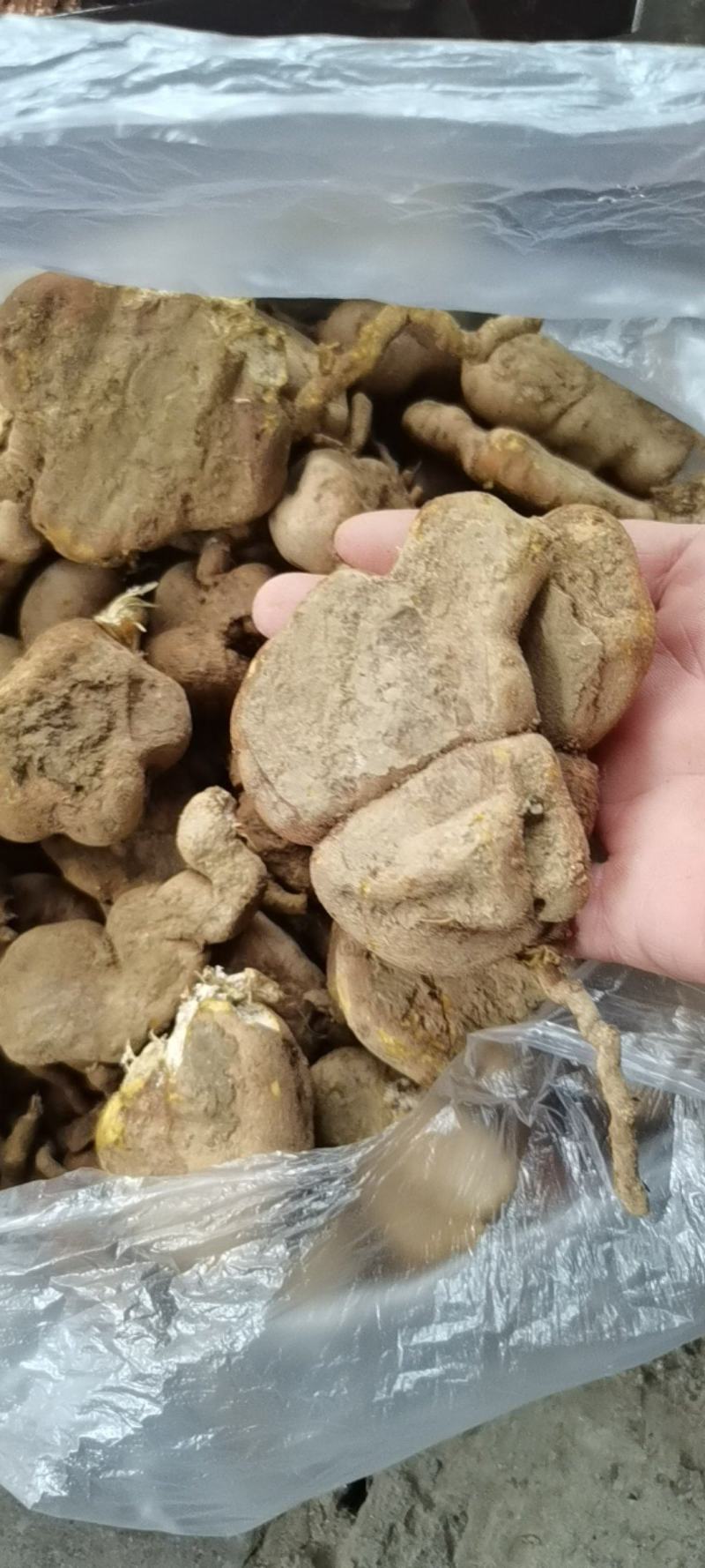 金果榄，地苦胆，野生新鲜地苦胆