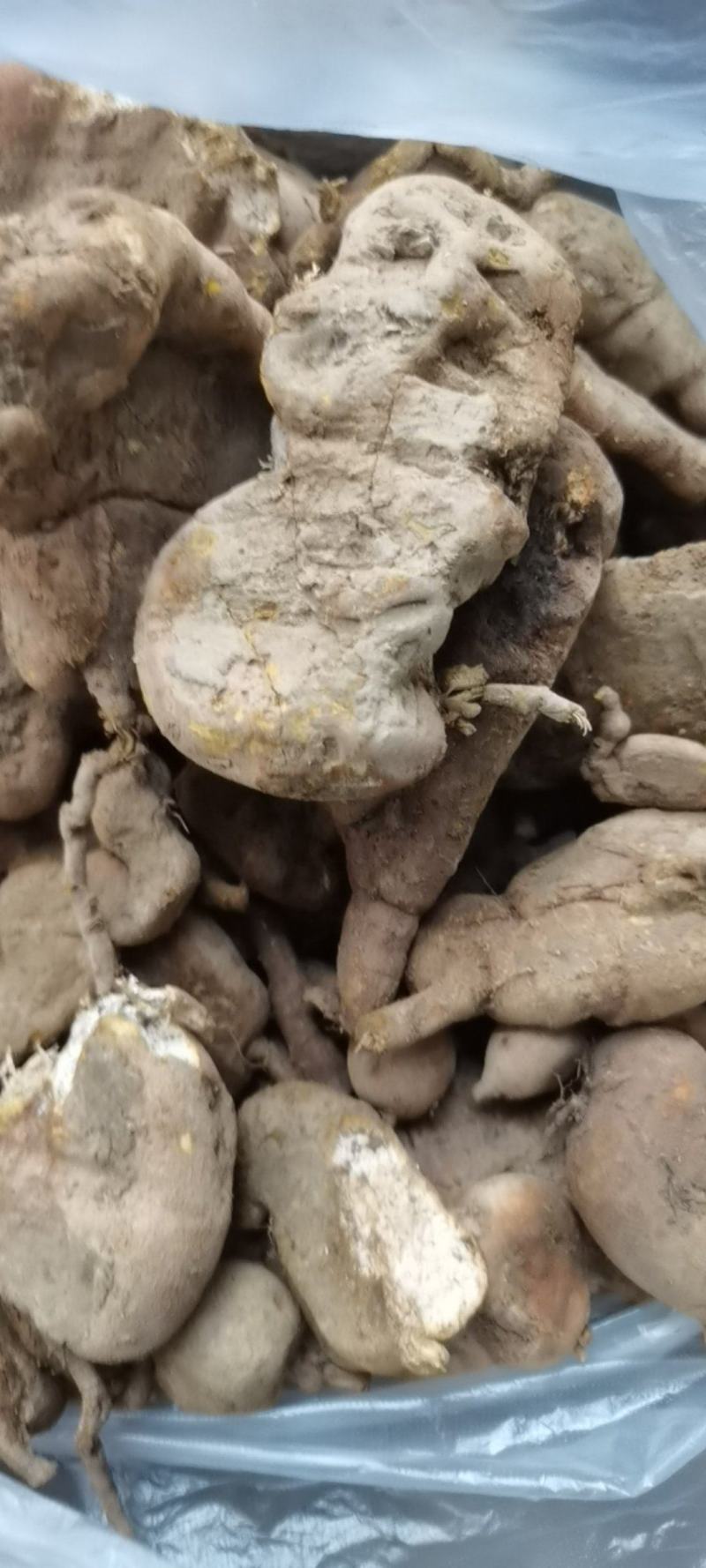 金果榄，地苦胆，野生新鲜地苦胆