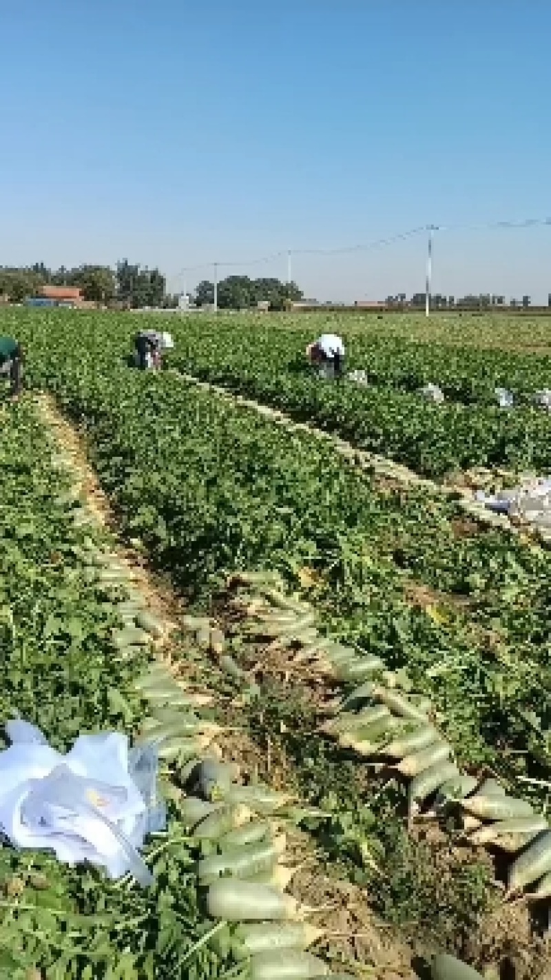 水果萝卜潍坊潍县萝卜沙窝青萝卜清脆爽口山东寿光水果青萝卜