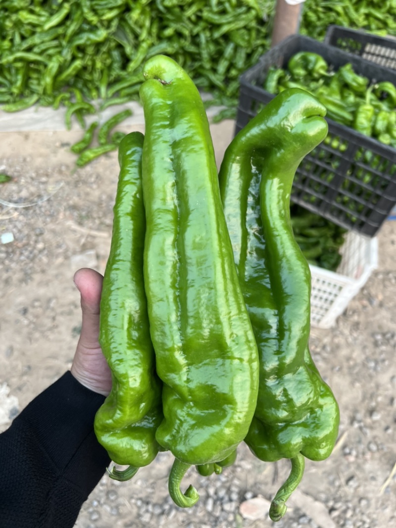 夏邑万亩301大椒薄皮大椒，螺丝椒，现椒，龙椒，量大