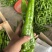 夏邑万亩301大椒薄皮大椒，螺丝椒，现椒，龙椒，量大