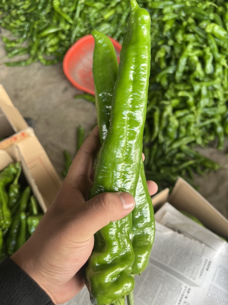夏邑万亩301大椒薄皮大椒，螺丝椒，现椒，龙椒，量大