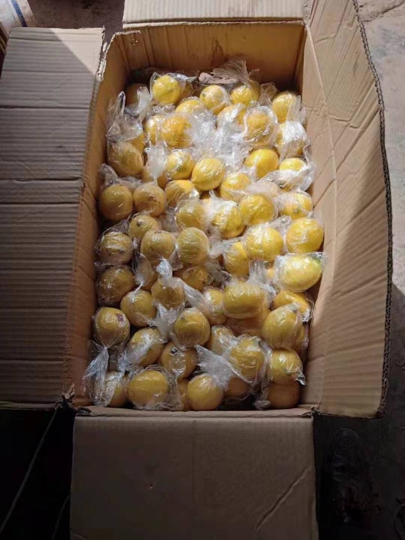 【包邮】尤力克柠檬黄柠檬现摘现发皮薄多汁自有果园