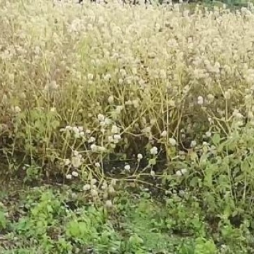川牛膝大量出售需要的老板联系