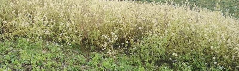 川牛膝大量出售需要的老板联系