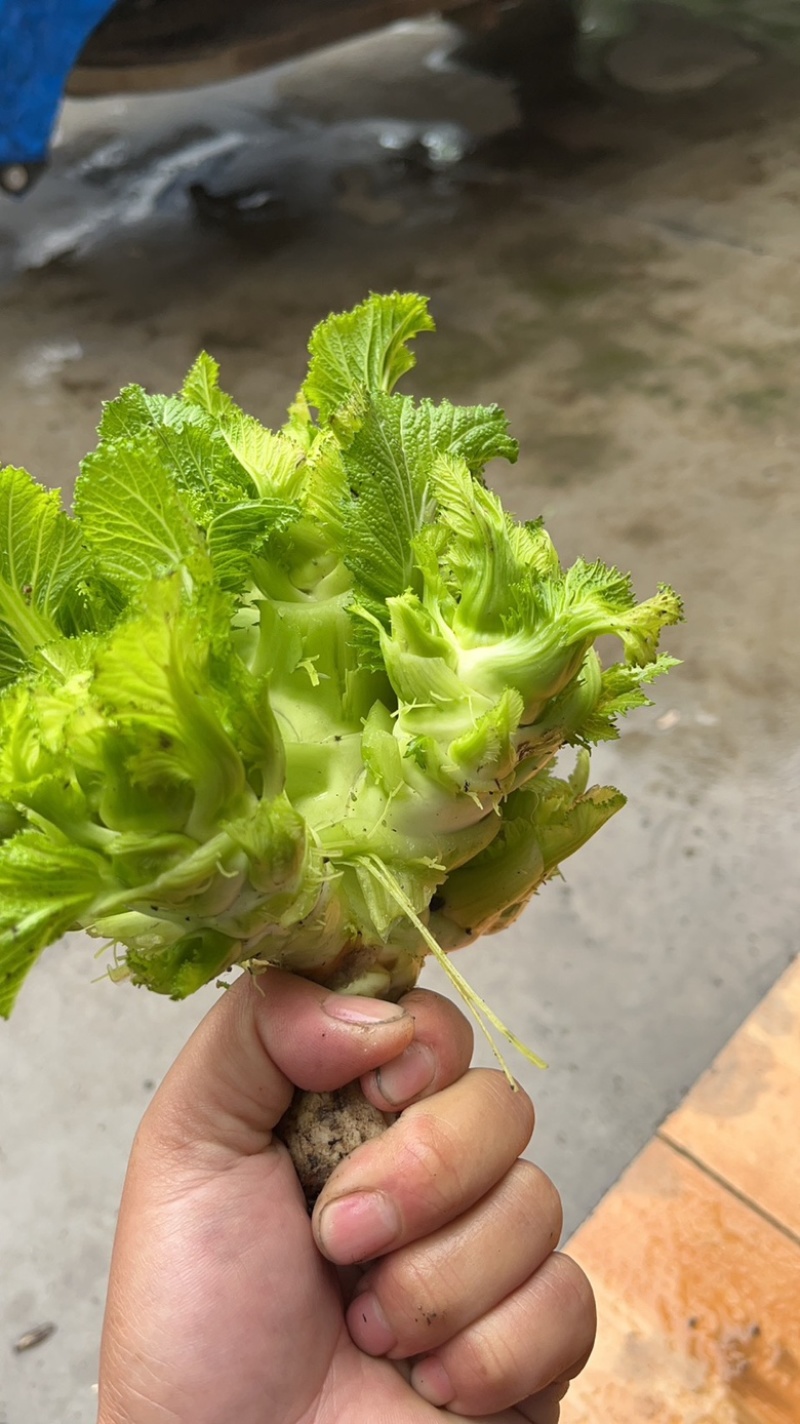 基地直供儿菜大量上市