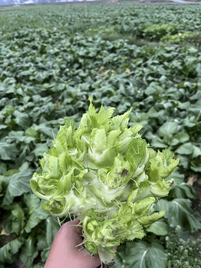 基地直供儿菜大量上市