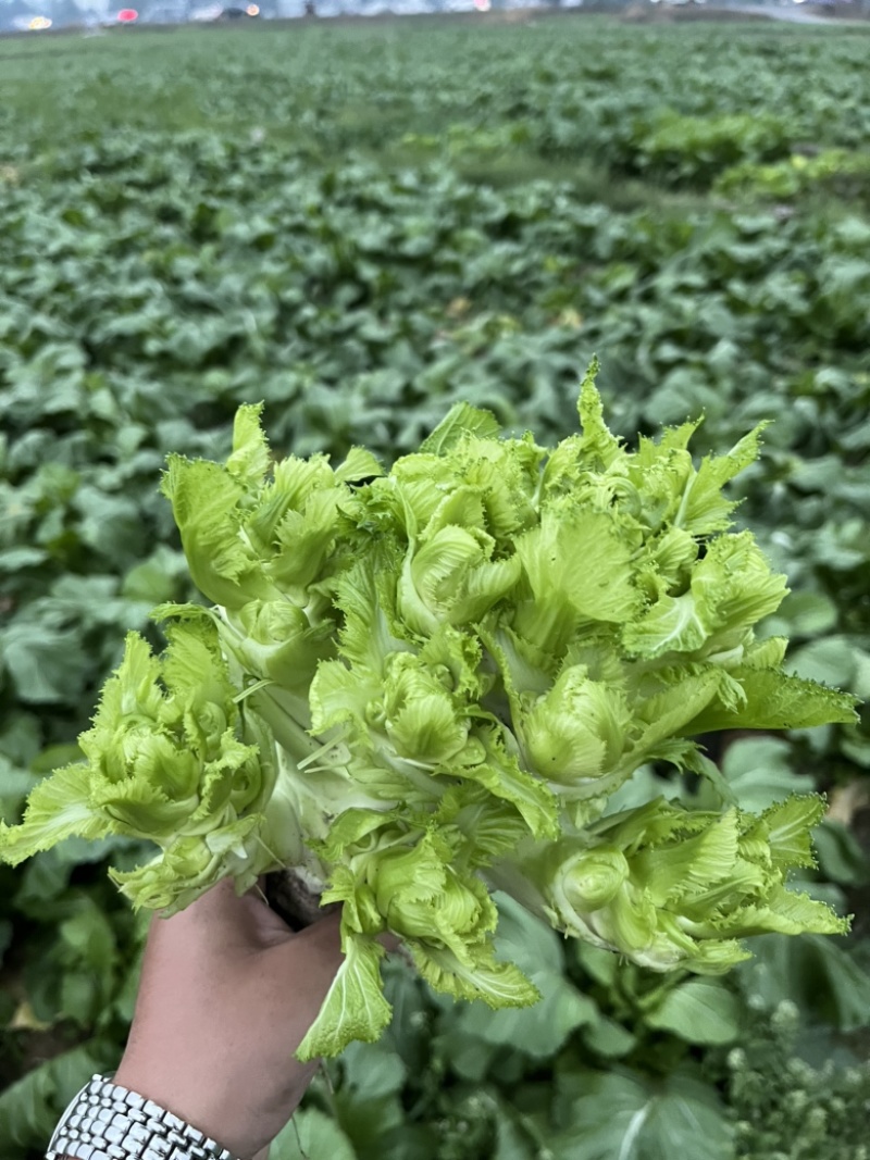 基地直供儿菜大量上市