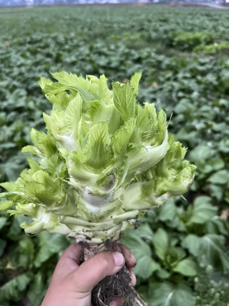 基地直供儿菜大量上市